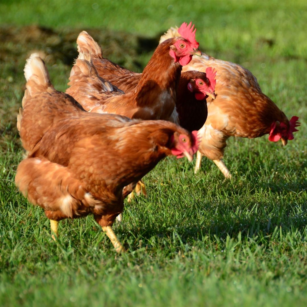 Curs gallines autoconsum