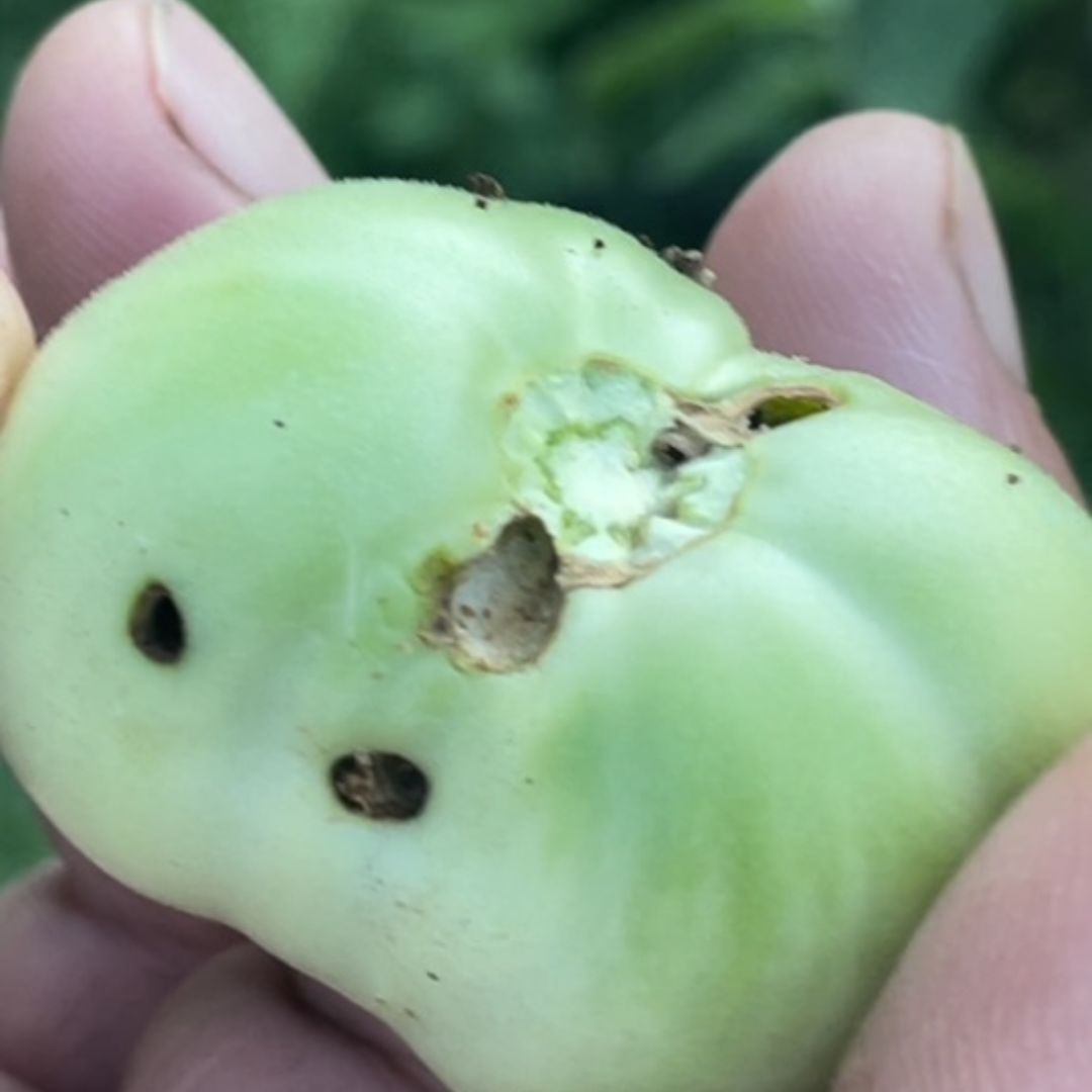 Picada de Tuta Absoluta