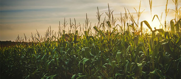 Camp de blat de moro. Adobs i esmenes
