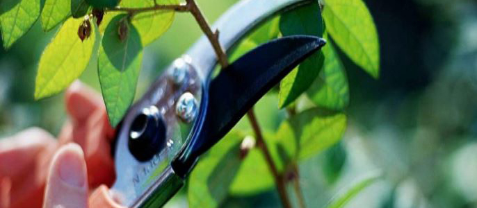 Tisores de podar. Eines per a podar