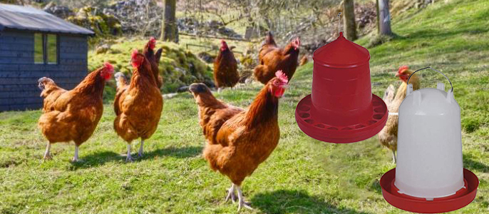 Gallines acostant-se a la menjadora